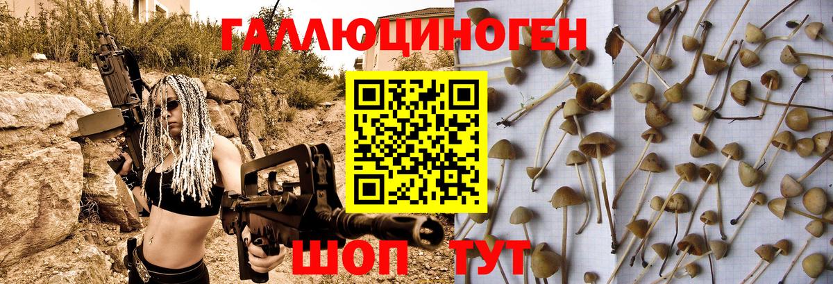 Галлюциногенные грибы Psilocybe Глазов