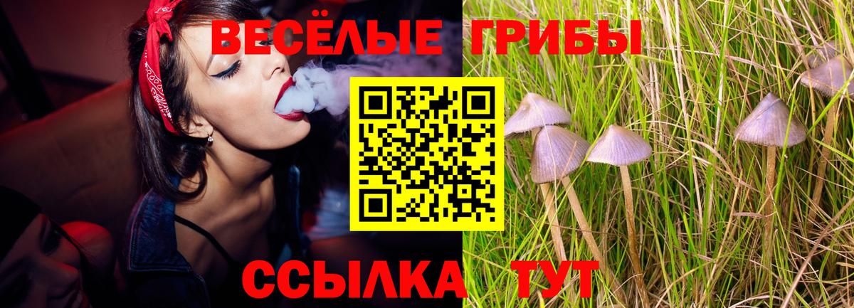 Псилоцибиновые грибы Psilocybe  Вход с VPN  Глазов 
